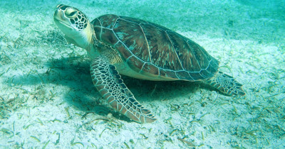 Culebra