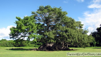 Ceiba Tree in Vieques